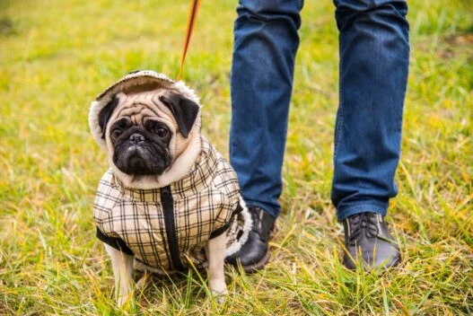 Hund med hundedækken